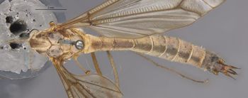 Media type: image;   Entomology 10272 Aspect: habitus dorsal view